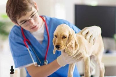 curso-tecnico-em-veterinaria