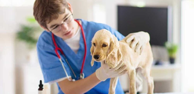 curso-tecnico-em-veterinaria
